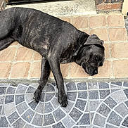 Choupette participe au concours pour gagner de l'argent avec cette photo : dog, black_dog, sleeping, lying_down, outdoor, patio, brick, stone_tiles, doorstep, home_exterior, relaxed, resting, large_dog, short_hair, collar, paws, animal, photography, textured_background, daylight