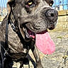 Choupette a rejoint le concours — aidez-le/la à gagner de superbes lots ! dog, canine, large_dog, muscular, short_hair, gray_coat, black_coat, pink_tongue, panting, happy, outdoor, close_up, portrait, leash, collar, pavement, sunlight, fence, urban, animal