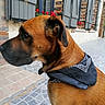 Lascar a rejoint le concours — aidez-le/la à gagner de superbes lots ! dog, canine, brown_dog, short_hair, bandana, pet, animal, portrait, close_up, outdoor, courtyard, brick_wall, window, shutters, flowers, pavement, sitting, profile, black_muzzle, fur