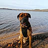 Lascar participe au concours pour gagner de l'argent avec cette photo : dog, boxer, pet, animal, sitting, lakeshore, lake, water, outdoors, nature, shoreline, harness, brown_fur, black_muzzle, portrait, canine, calm, autumn, leaves, landscape