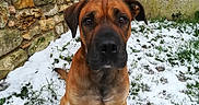 Lascar participe au concours pour gagner de l'argent avec cette photo : dog, brown_dog, snow, winter, outdoor, sitting, portrait, pet, animal, canine, short_hair, floppy_ears, black_muzzle, brown_fur, stone_wall, concrete_wall, grass, pawprints, backyard, nature