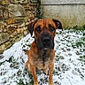 dog, brown_dog, snow, winter, outdoor, sitting, portrait, pet, animal, canine, short_hair, floppy_ears, black_muzzle, brown_fur, stone_wall, concrete_wall, grass, pawprints, backyard, nature