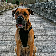 Lascar a rejoint le concours — aidez-le/la à gagner de superbes lots ! dog, boxer, pet, canine, sitting, outdoor, bridge, stone_bridge, pathway, cobblestone, park, woodland, trees, bare_trees, winter, lampposts, green_lamps, building, harness, portrait