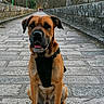 dog, boxer, pet, canine, sitting, outdoor, bridge, stone_bridge, pathway, cobblestone, park, woodland, trees, bare_trees, winter, lampposts, green_lamps, building, harness, portrait