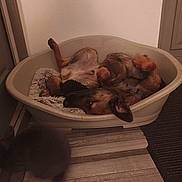 Louky participe au concours pour gagner de l'argent avec cette photo : animal, black_rabbit, brown_dog, carpet, companion, corner, cozy, dog, domestic, floor, furry, home, indoor, pet_bed, plastic_bed, rabbit, relaxed, resting, upside_down, wooden_floor