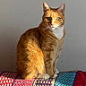 cat, orange_tabby, pet, animal, feline, sitting, crocheted_blanket, colorful_blanket, sunlight, indoor, portrait, whiskers, green_eyes, fur, domestic_cat, cute, relaxed, house_pet, calm, wall