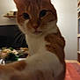 animal, blurred, cat, close_up, curious, domestic, feline, fur, home, indoor, orange_cat, paw, pet, plant, room, shelf, table, television, whiskers, white_cat