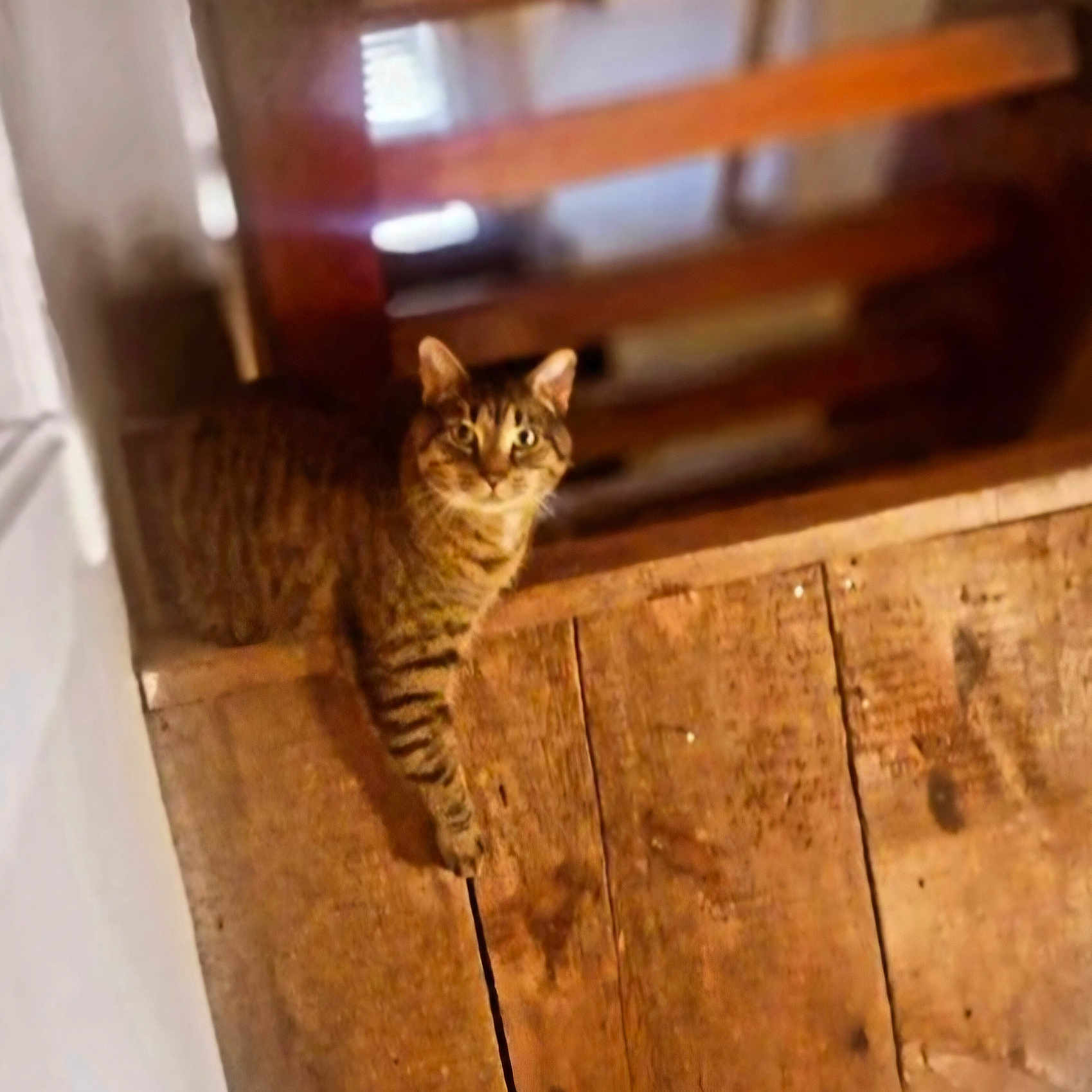 Milo