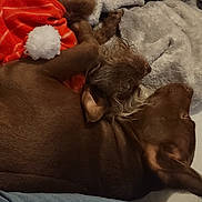 Jasmine is registered to the contest to win money with this photo: blanket, brown_dog, casual_clothing, comfort, cozy, cute, dog, fabric, fur, furniture, hand, indoor, jeans, person, pom_pom, red_clothing, relaxed, resting, sitting, warm_lighting