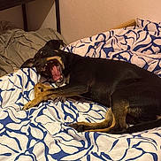 Asta participe au concours pour gagner de l'argent avec cette photo : dog, bed, indoor, black_dog, brown_dog, yawning, pet, animal, cozy, blanket, resting, canine, fur, sleepy, domestic_animal, mammal, paw, cute, lying_down, home