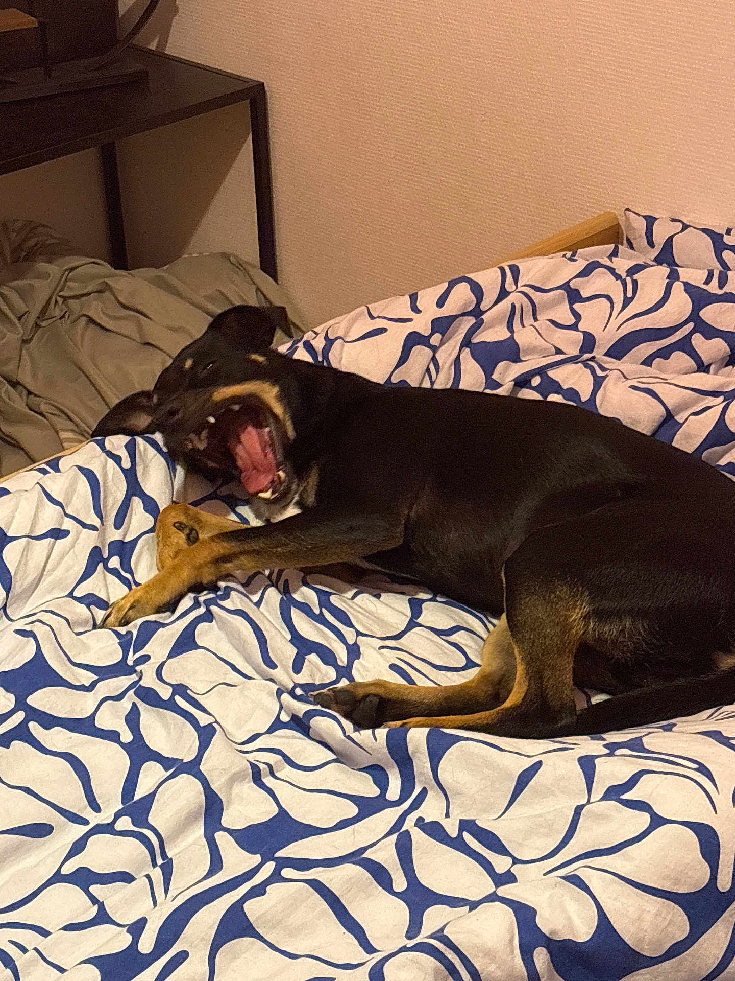 Asta participe au concours pour gagner de l'argent avec cette photo : dog, bed, indoor, black_dog, brown_dog, yawning, pet, animal, cozy, blanket, resting, canine, fur, sleepy, domestic_animal, mammal, paw, cute, lying_down, home