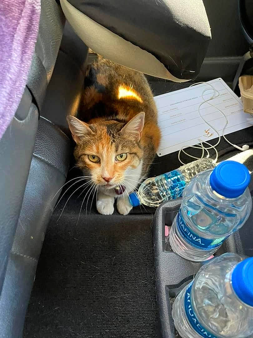 Emily is registered to the contest to win money with this photo: bottle, bottle_cap, bottled_water, carnivore, cat, comfort, distilled_water, domestic_short_haired_cat, drinking_water, drinkware, fawn, felidae, fluid, liquid, mineral_water, plastic_bottle, small_to_medium_sized_cats, water, water_bottle, whiskers