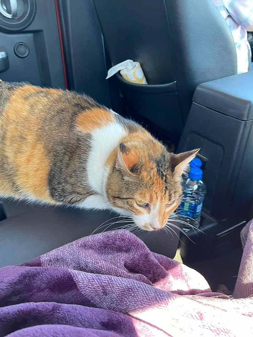 Emily joined the competition — help win amazing prizes! auto_part, car_seat, car_seat_cover, carnivore, cat, claw, comfort, domestic_short_haired_cat, fawn, felidae, fur, human_leg, lap, linens, motor_vehicle, nap, small_to_medium_sized_cats, tail, vehicle_door, whiskers