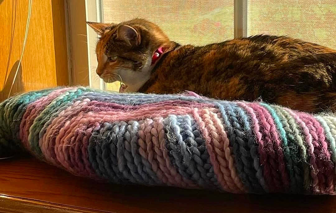 Emily is registered to the contest to win money with this photo: bed, carnivore, cat, comfort, couch, domestic_short_haired_cat, felidae, fur, hardwood, linens, small_to_medium_sized_cats, tail, textile, thread, tints_and_shades, tree, whiskers, wood, wool, woolen