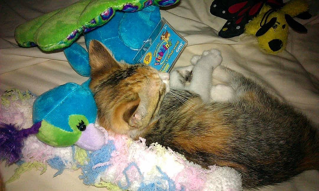 Emily is registered to the contest to win money with this photo: canidae, carnivore, cat, claw, comfort, companion_dog, dog_breed, domestic_short_haired_cat, fawn, felidae, fur, lap, linens, nap, paw, small_to_medium_sized_cats, snout, tail, whiskers, wildlife