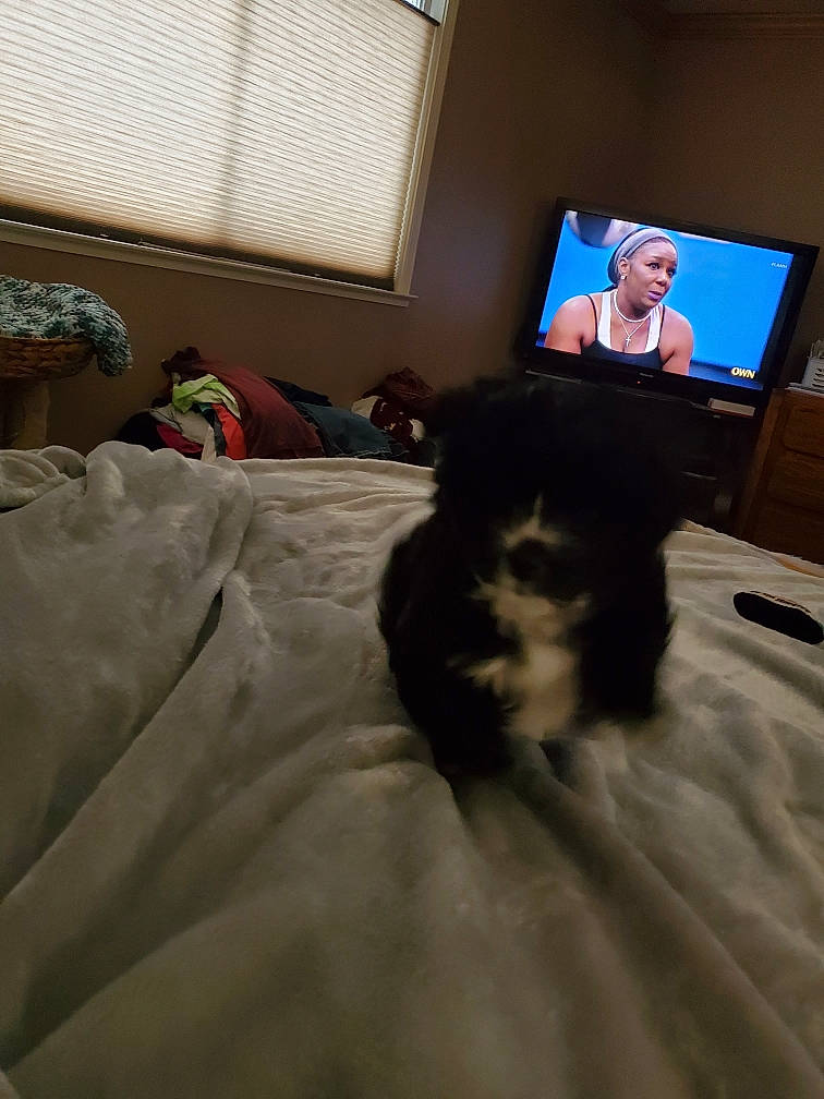 Adelaide joined the competition — help win amazing prizes! bed, bed_frame, bedding, bedroom, carnivore, cloud, comfort, companion_dog, dog, dog_breed, floor, flooring, fur, hardwood, house, linens, television_set, toy_dog, window_blind, wood