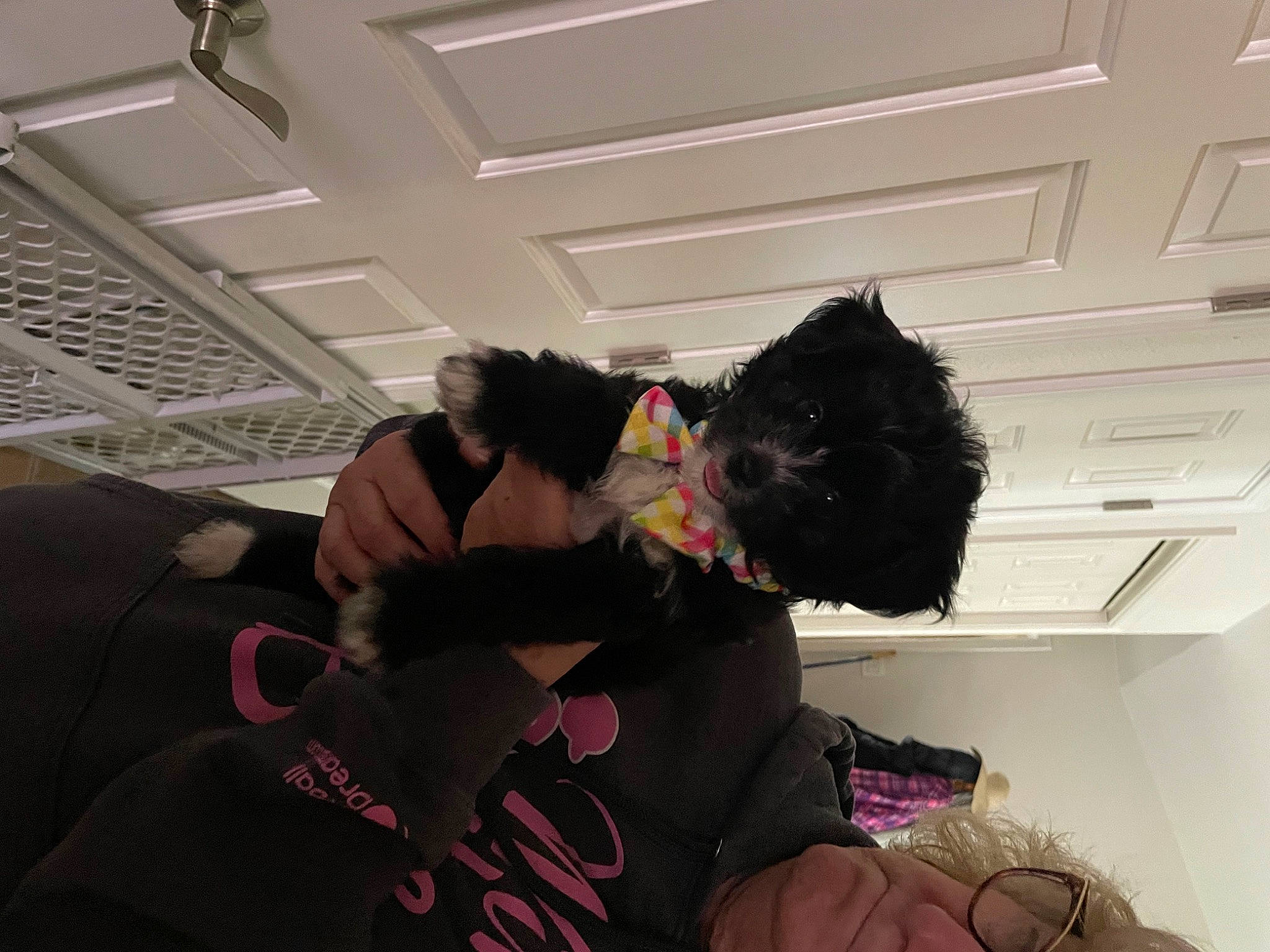 Adelaide is registered to the contest to win money with this photo: ceiling, companion_dog, costume, event, fun, fur, magenta, room, sporting_group