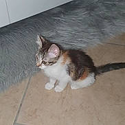 Shana is registered to the contest to win money with this photo: animal, black, brown, cat, curious, cute, domestic, feline, floor, fluffy, fur, furniture, gray_rug, indoor, kitten, pet, small, tile, white, young