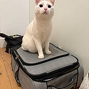 Mavi is registered to the contest to win money with this photo: cat, white_cat, pet, indoor, sitting, suitcase, luggage, wooden_floor, wall, curious, feline, animal, domestic_animal, ears, whiskers, floor, travel, household, looking_up, resting
