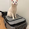 cat, white_cat, pet, indoor, sitting, suitcase, luggage, wooden_floor, wall, curious, feline, animal, domestic_animal, ears, whiskers, floor, travel, household, looking_up, resting