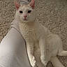 Mavi joined the competition — help win amazing prizes! cat, white_cat, pet, animal, indoor, carpet, person_leg, white_pants, fur, relaxing, cute, domestic_cat, looking_at_camera, cozy, home, soft_texture, resting, mammal, whiskers, ears