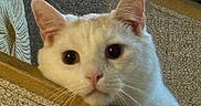 Mavi is registered to the contest to win money with this photo: cat, white_cat, pet, feline, indoor, curious, chair, furniture, closeup, face, ears, whiskers, soft, cozy, resting, cute, animal, domestic, looking, texture