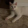 cat, white_cat, indoor, rug, floor, pet, animal, feline, collar, curious, resting, paw, patterned_rug, carpet, domestic, home, wall, furniture_leg, low_light, cute