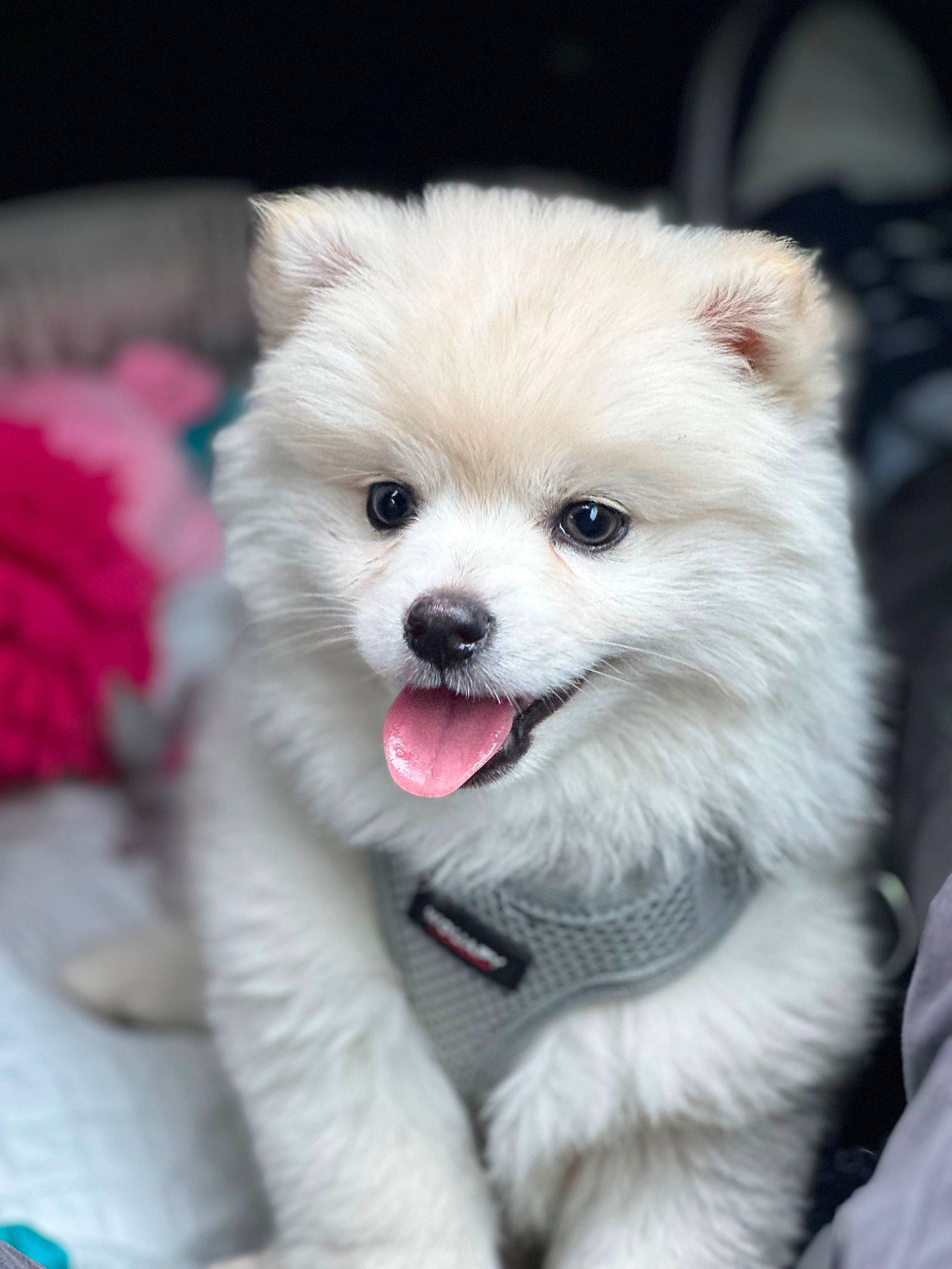 Nakya a rejoint le concours — aidez-le/la à gagner de superbes lots ! american_eskimo_dog, ancient_dog_breeds, canidae, carnivore, companion_dog, dog, dog_breed, fur, german_spitz, german_spitz_klein, german_spitz_mittel, japanese_spitz, samoyed, smile, spitz, sporting_group, toy_dog, volpino_italiano, whiskers, working_animal