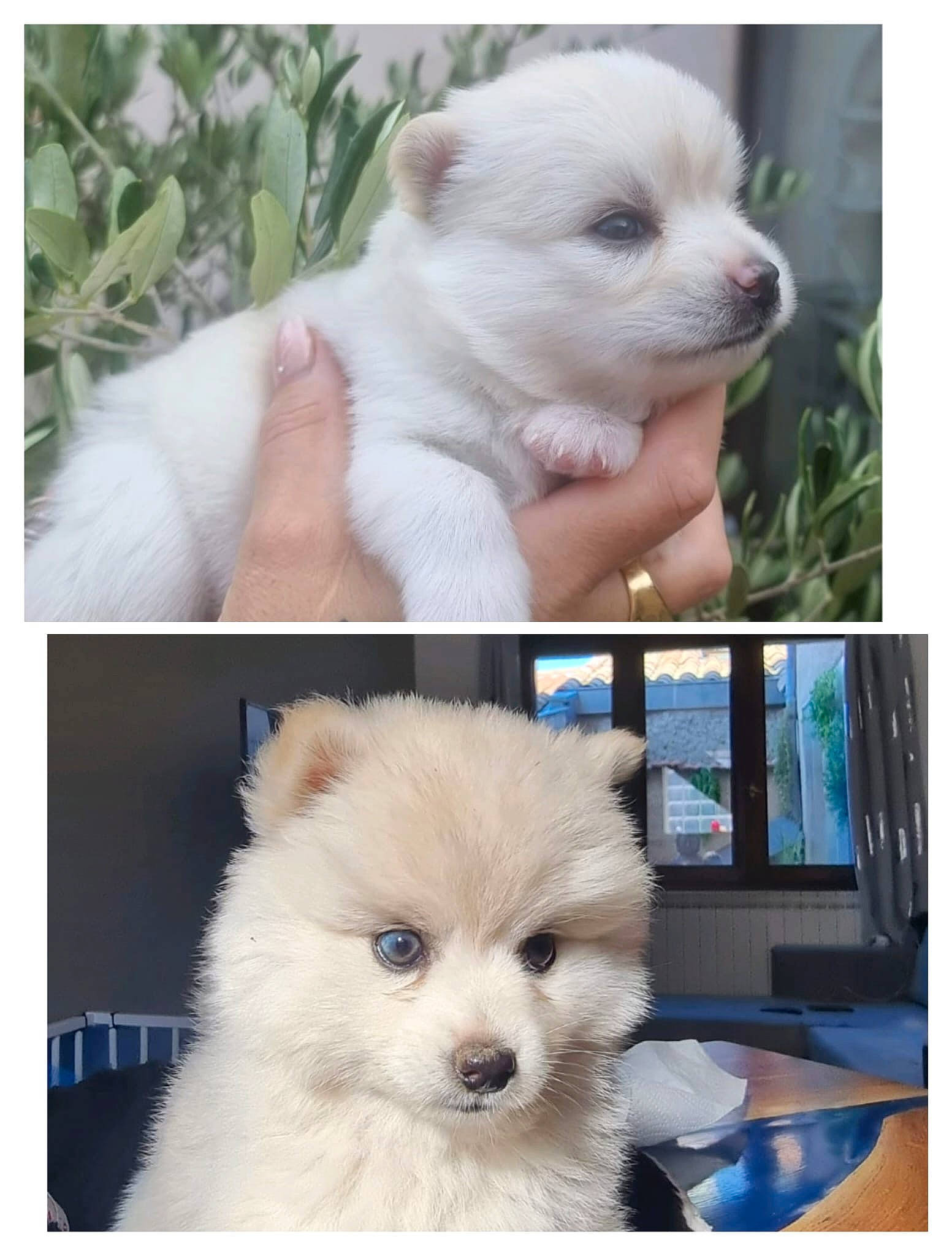 Nakya a rejoint le concours — aidez-le/la à gagner de superbes lots ! canidae, carnivore, companion_dog, dog, dog_breed, fawn, fur, german_spitz_klein, german_spitz_mittel, photograph, photography, puppy, snout, spitz, sporting_group, terrestrial_animal, toy_dog, whiskers, white, working_animal