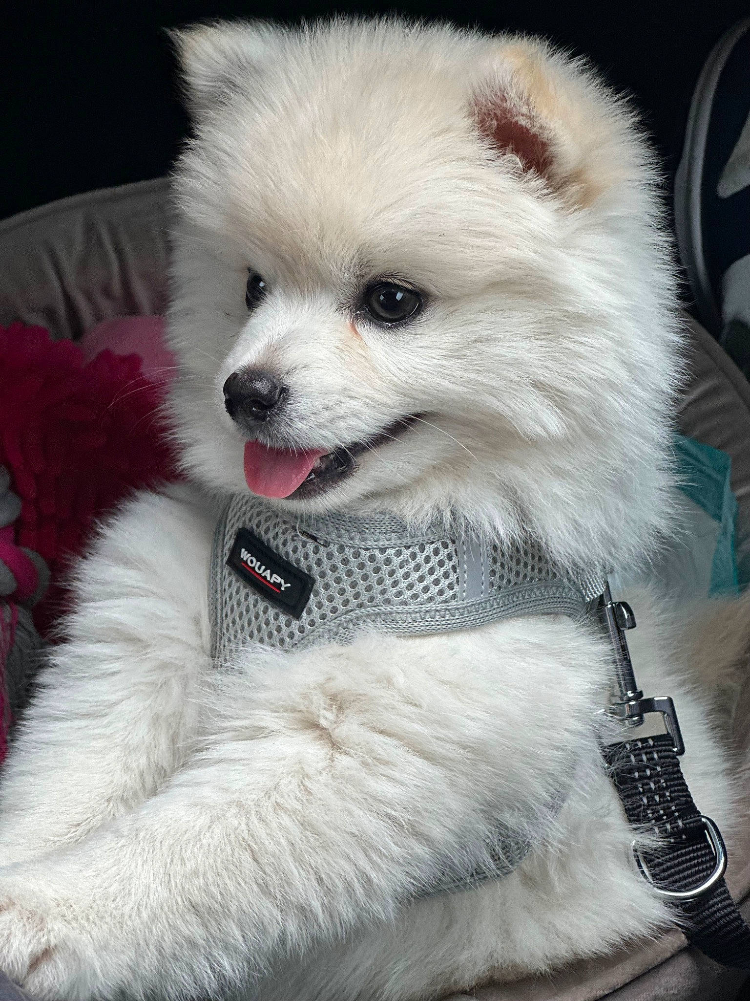 Nakya a rejoint le concours — aidez-le/la à gagner de superbes lots ! ancient_dog_breeds, canidae, carnivore, collar, companion_dog, corgi_chihuahua, dog, dog_breed, dog_supply, fawn, fur, german_spitz_klein, non_sporting_group, samoyed, snout, spitz, toy_dog, volpino_italiano, whiskers, working_animal