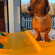 Buk joined the competition — help win amazing prizes! dog, dachshund, pet, animal, outdoor, recycling_bin, yellow, green, sunlight, house, fence, collar, paw, side_view, daytime, backyard, curious, brown, ears, canine