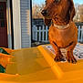 dog, dachshund, pet, animal, outdoor, recycling_bin, yellow, green, sunlight, house, fence, collar, paw, side_view, daytime, backyard, curious, brown, ears, canine