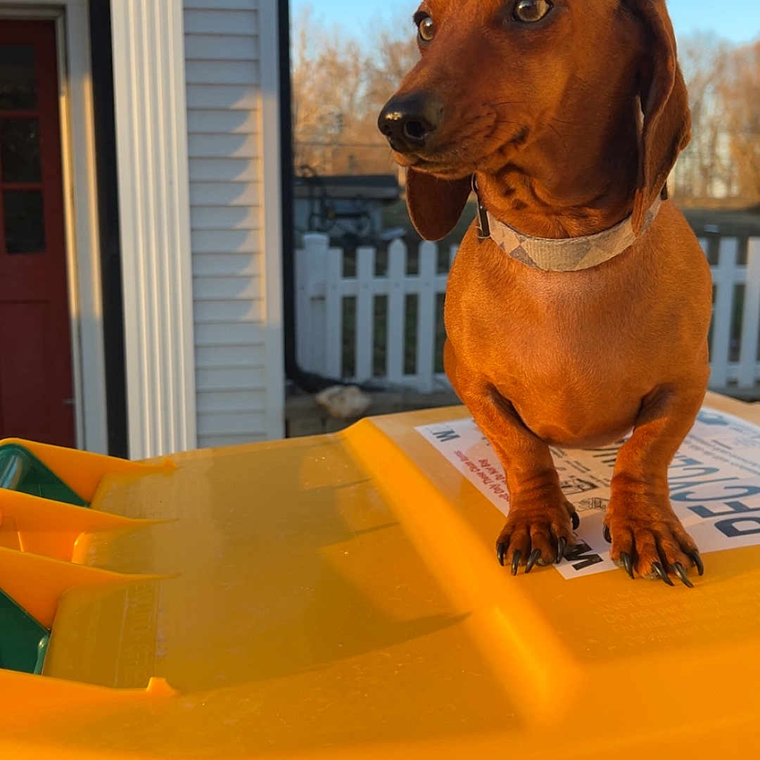 Buk joined the competition — help win amazing prizes! animal, backyard, brown, canine, collar, curious, dachshund, daytime, dog, ears, fence, green, house, outdoor, paw, pet, recycling_bin, side_view, sunlight, yellow