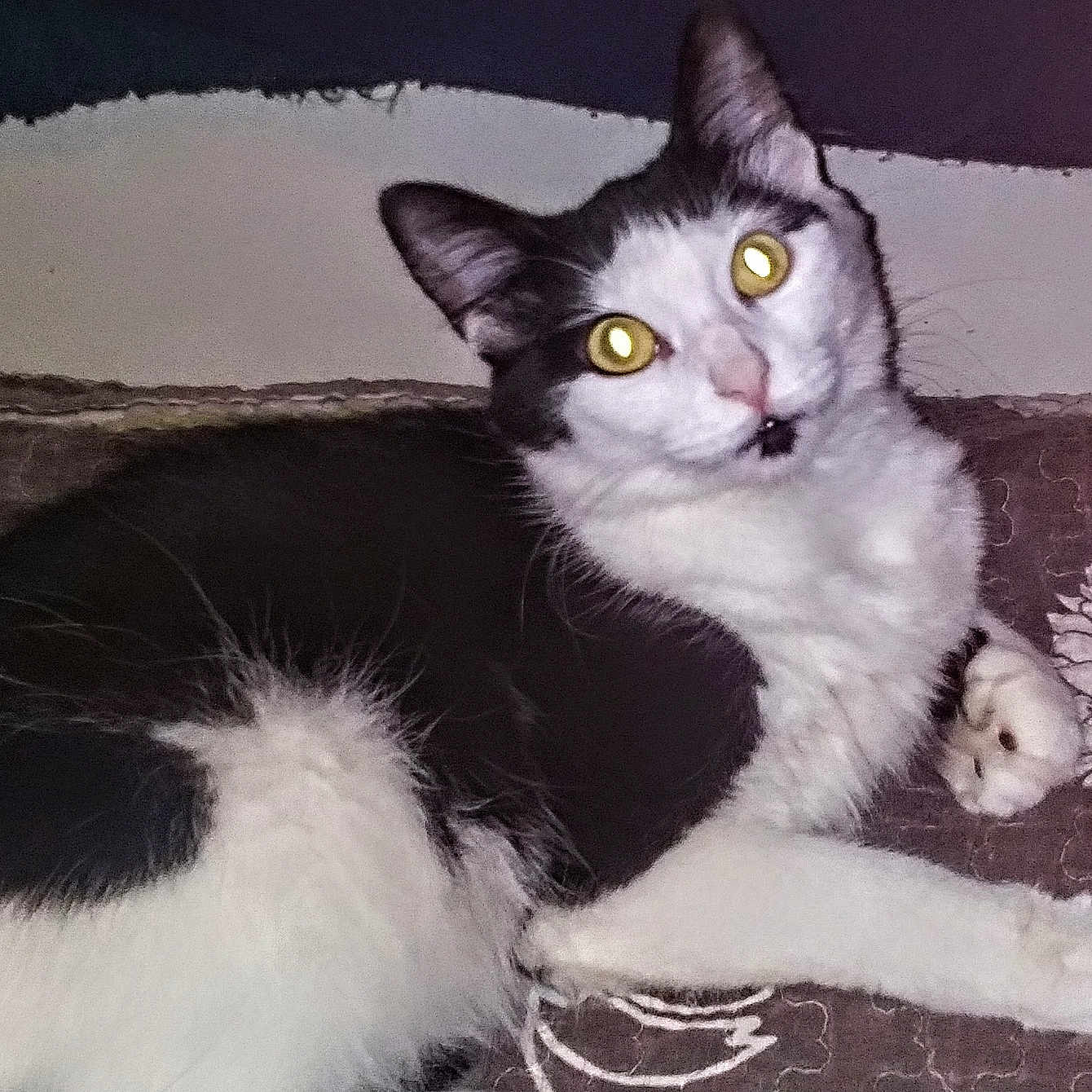 Valkyrie is registered to the contest to win money with this photo: cat, black_and_white, pet, animal, feline, indoor, cushion, pattern, fur, whiskers, ears, eyes, lying_down, resting, curious, close_up, domestic, cute, portrait, yellow_eyes
