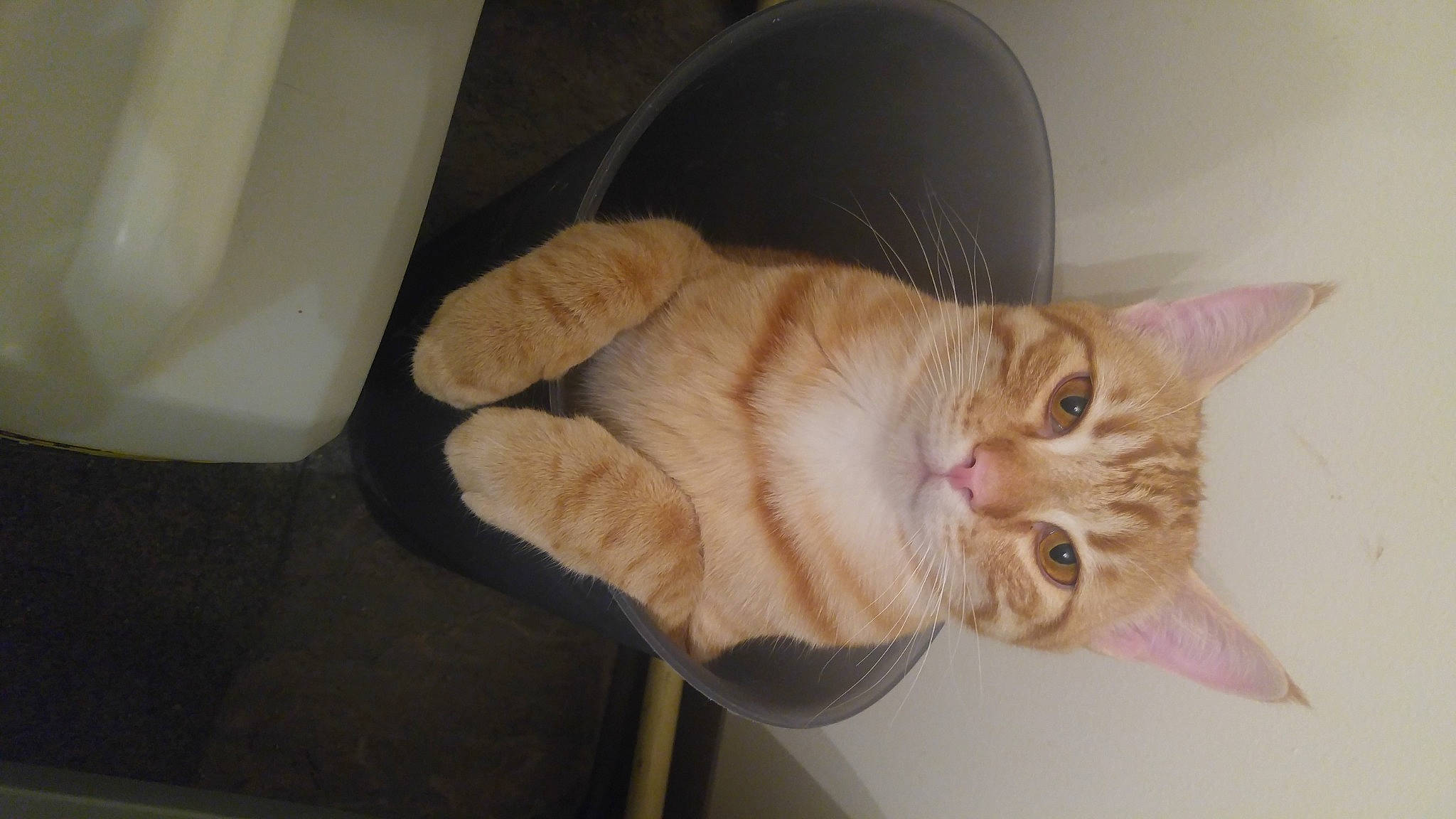 Hobbes joined the competition — help win amazing prizes! bed, carnivore, cat, claw, comfort, domestic_short_haired_cat, ear, fawn, felidae, fur, hardwood, paw, small_to_medium_sized_cats, snout, tail, whiskers, wood