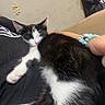 Divine is registered to the contest to win money with this photo: black_and_white, bracelet, cat, couch, cute, ears, fur, home, human_hand, indoor, kitten, lying_down, paws, pet, pink_paw_pads, portrait, relaxed, sitting, sleepy, whiskers