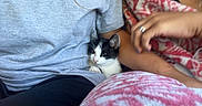 Divine is registered to the contest to win money with this photo: animal, arms, black_and_white, blanket, cat, clothing, cozy, cuddling, ears, eyes, face, feline, hands, holding, indoor, kitten, people, pet, portrait, whiskers