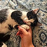 Divine joined the competition — help win amazing prizes! affectionate, animal, black_and_white, blanket, cat, close_up, eyes, finger, fur, hand, human, indoor, kitten, lying_down, paws, pet, pink_nose, playful, tuxedo_cat, whiskers