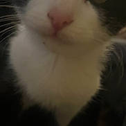 Divine is registered to the contest to win money with this photo: animal, black_and_white, black_fur, cat, centered, close_up, cute, dim_lighting, eyes, face, furry, indoors, looking_at_camera, pet, pink_nose, portrait, soft_focus, tuxedo_cat, whiskers, white_fur