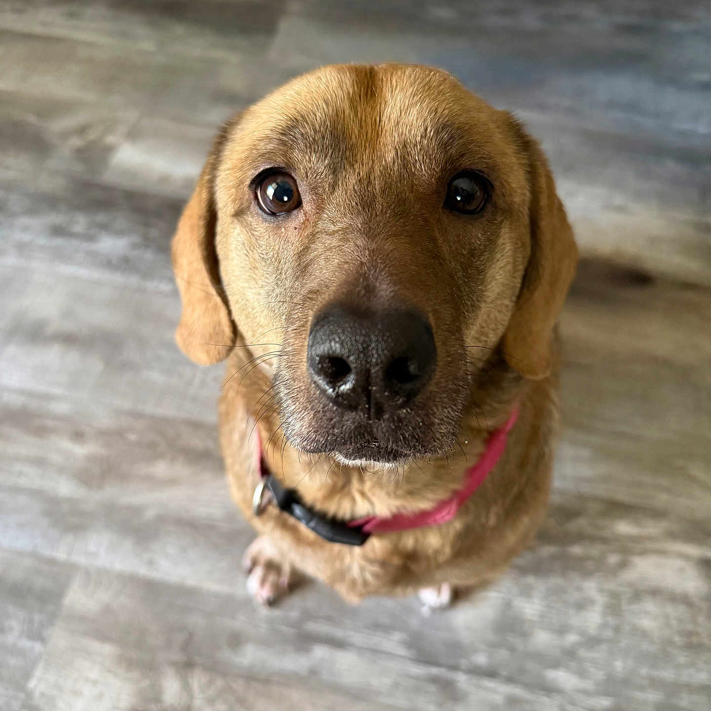 Marley is registered to the contest to win money with this photo: accessories, animal, beagle, bulldog, canine, cockerspaniel, dog, goldenretriever, hound, labradorretriever, leash, pet, puppy, snout, strap, whitedog, wood