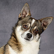 Snoopy a rejoint le concours — aidez-le/la à gagner de superbes lots ! dog, canine, pet, portrait, head_tilt, brown_eyes, fur, white_fur, black_fur, tan_fur, close_up, studio, gray_background, animal, mammal, cute, alert, ears_up, looking_at_camera, friendly