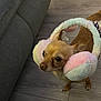 Lexie participe au concours pour gagner de l'argent avec cette photo : dog, chihuahua, earmuffs, fluffy, pastel_colors, small_dog, indoor, flooring, wooden_floor, furniture, curious, pet, animal, cute, accessory, cozy, home, brown_dog, looking_away, ears