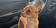 Lexie a rejoint le concours — aidez-le/la à gagner de superbes lots ! dog, small_dog, tan_dog, car_interior, steering_wheel, car_seat, gear_shift, window, outdoor, daylight, pet, animal, alert, standing, side_view, modern_car, vehicle, compact_dog, canine, inside_car
