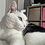 cat, white_cat, black_and_white, pet, indoor, close_up, feline, fur, whiskers, green_eyes, relaxed, resting, cozy, home, shelf, box, door, soft_light, portrait, animal