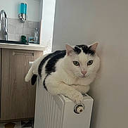 Sushi participe au concours pour gagner de l'argent avec cette photo : cat, black_and_white, radiator, kitchen, sink, cabinet, tile, floor_mat, domestic, pet, indoor, relaxed, feline, curious, wall, appliance, household, comfort, animal, resting