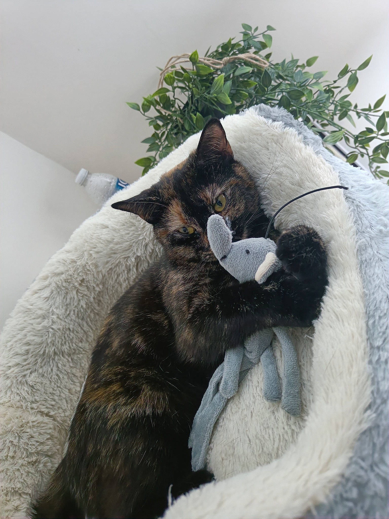 Haru joined the competition — help win amazing prizes! carnivore, cat, cat_bed, claw, comfort, dog_breed, domestic_short_haired_cat, felidae, fur, grey, natural_material, paw, plant, small_to_medium_sized_cats, snout, tail, terrestrial_animal, whiskers