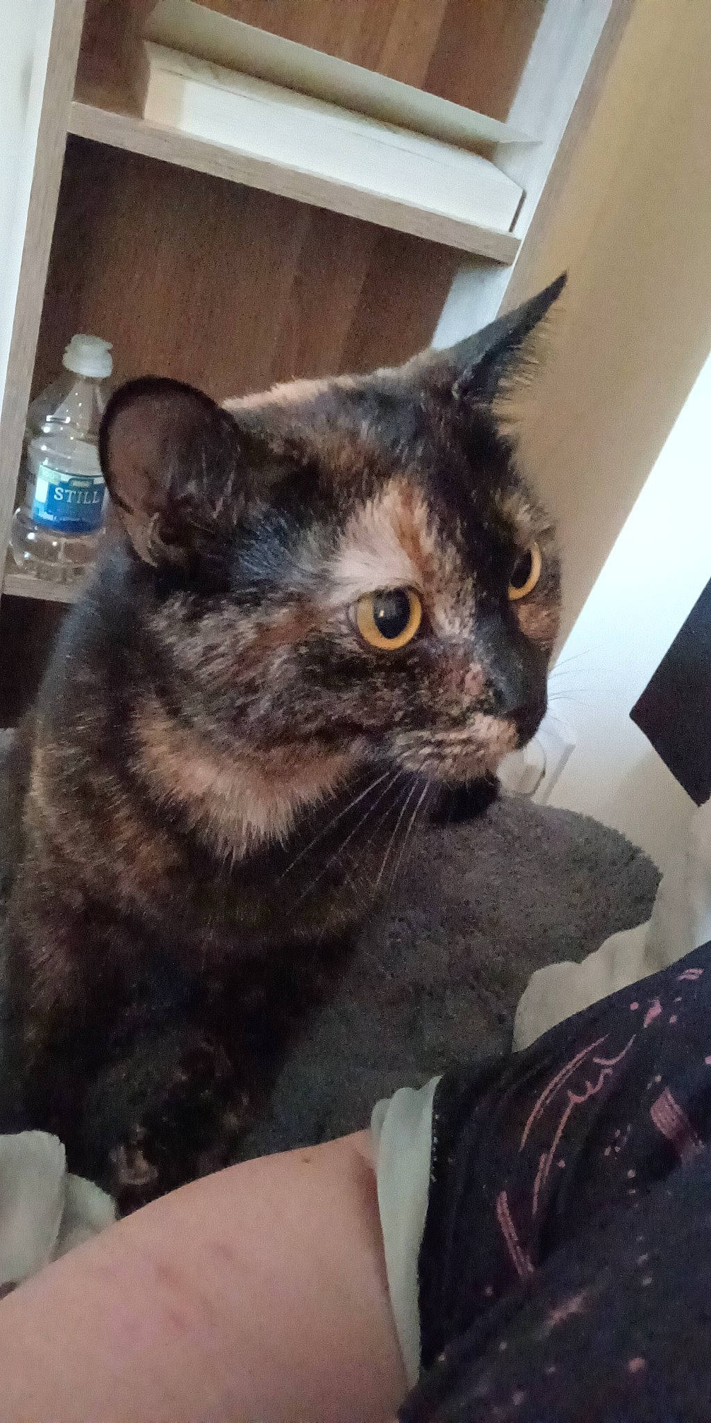 Haru joined the competition — help win amazing prizes! black_cat, bottle, carnivore, cat, chair, claw, comfort, domestic_short_haired_cat, felidae, fur, houseplant, paw, small_to_medium_sized_cats, snout, tail, terrestrial_animal, water_bottle, whiskers, window