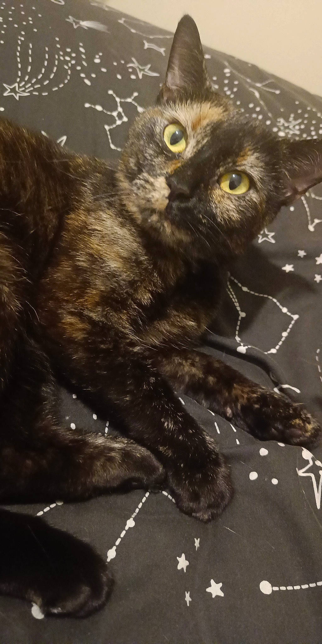 Haru is registered to the contest to win money with this photo: art, beak, bird, bird_of_prey, carnivore, claw, darkness, falconiformes, felidae, fur, macro_photography, owl, painting, screech_owl, small_to_medium_sized_cats, terrestrial_animal, visual_arts, whiskers