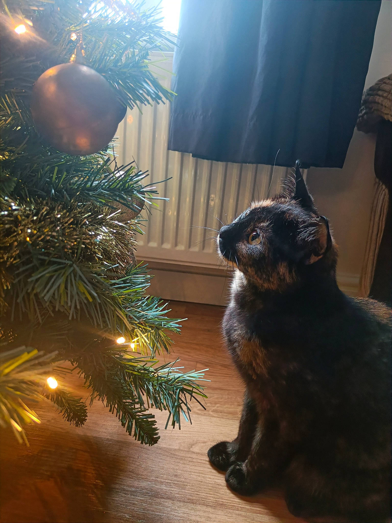 Haru is registered to the contest to win money with this photo: carnivore, cat, christmas_decoration, christmas_ornament, christmas_tree, dog_breed, event, evergreen, fawn, felidae, holiday, light, plant, small_to_medium_sized_cats, tail, tints_and_shades, tree, whiskers, window, wood