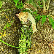 Rio a rejoint le concours — aidez-le/la à gagner de superbes lots ! cat, ginger_cat, white_cat, animal, pet, feline, face, eyes, whiskers, paw, tree, trunk, branches, leaves, foliage, outdoor, nature, garden, climbing, curious